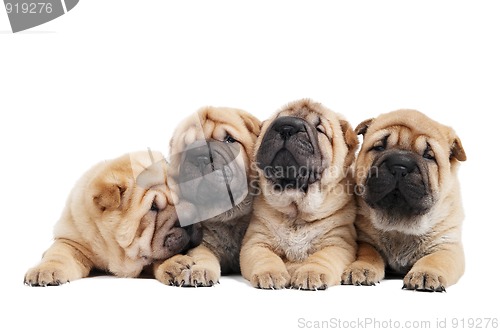 Image of group of sharpei dog