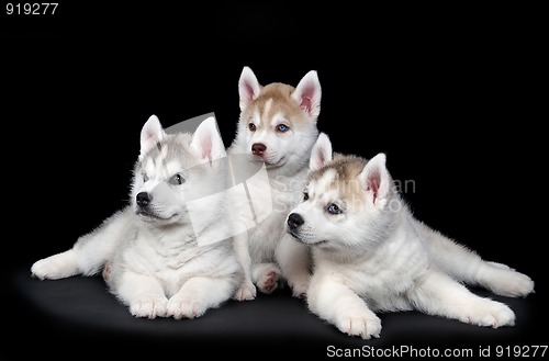 Image of Siberian husky dog puppy