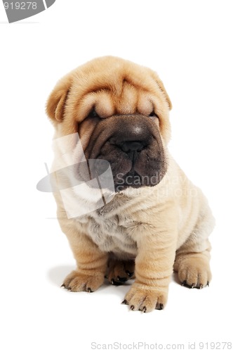 Image of sitting sharpei puppy dog