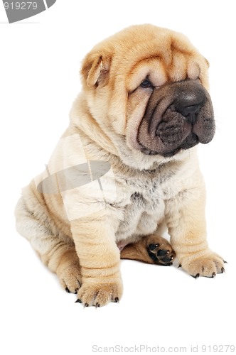 Image of young sharpei puppy dog