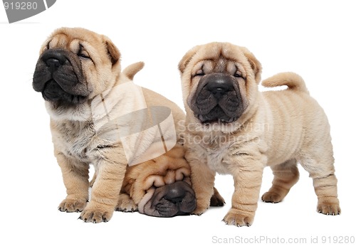 Image of three sharpei puppy dog