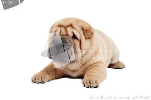 Image of young sharpei puppy dog