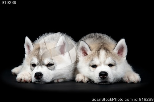 Image of Siberian husky dog puppy