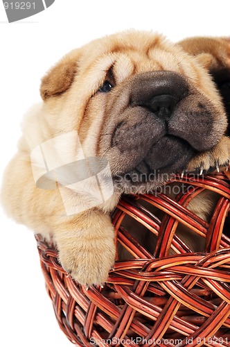 Image of sharpei puppy in basket