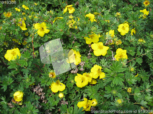 Image of Beautiful wild flowers in forest 