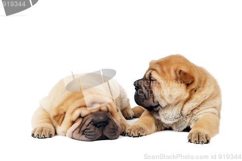 Image of two sharpei puppy dogs