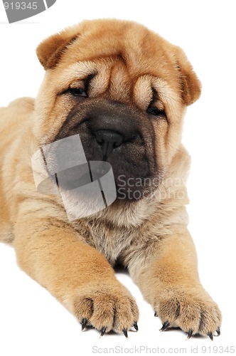 Image of young sharpei puppy dog