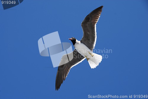 Image of Flying seagull