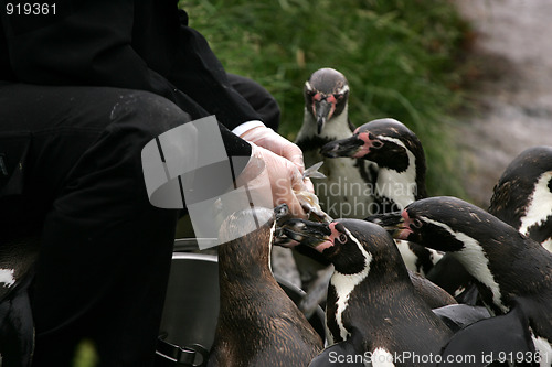 Image of Feeding time