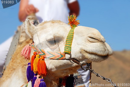 Image of Camel portrait