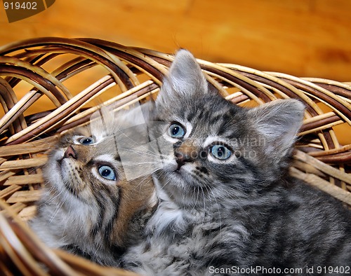 Image of Cute kitten in punnet