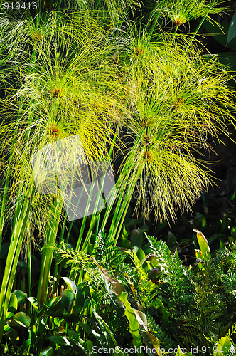 Image of Cyperus papyrus - detail