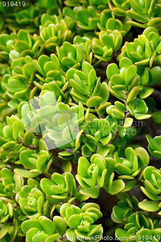 Image of Close up of Kalanchoe – succulent