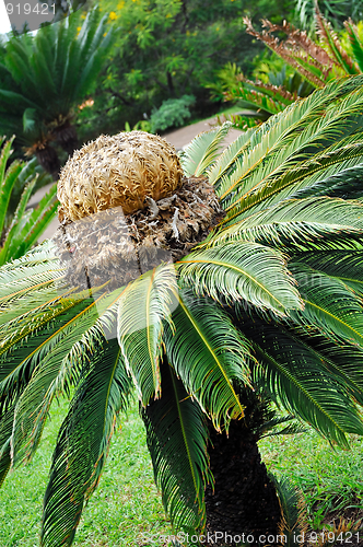 Image of Cycas revoluta (sago cycad) – botanical garden Funchal, Madeira.