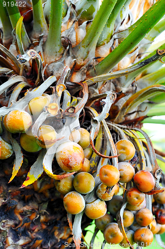 Image of Close up of palm tree fruit - Cycas circinalis