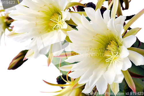 Image of Close up of cactus flowers – Trichocereus scopulicolus