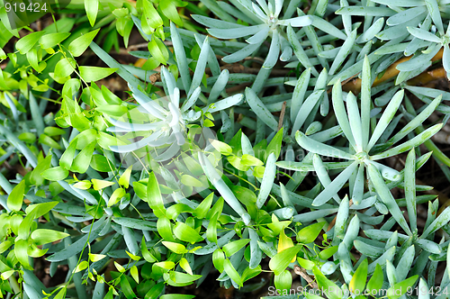 Image of Close up of succulent (Sedum) and creeper  – background