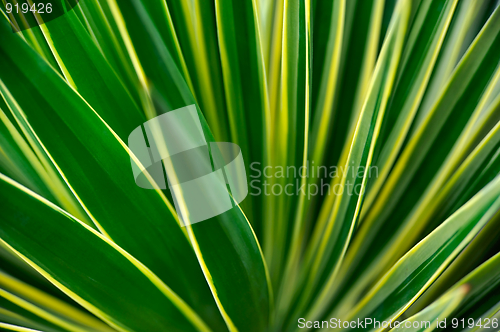 Image of Close up of Yucca - abstract background