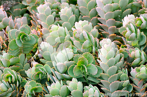 Image of Close up of Kalanchoe - succulent