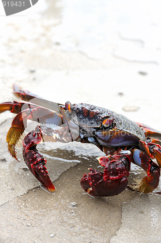 Image of Close up of live crab