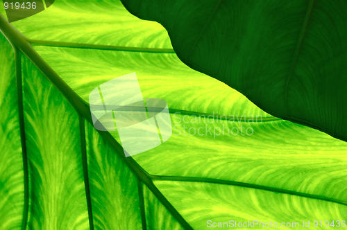 Image of Close up of Colocasia esculenta – Taro