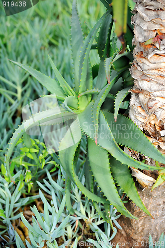 Image of Aloe Vera - healing plant - detail
