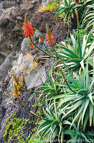 Image of Aloe Vera flowering - healing plant - detail