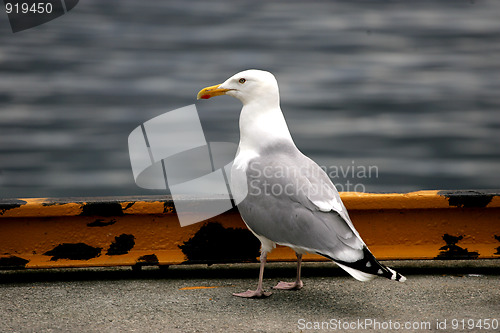 Image of Seagull