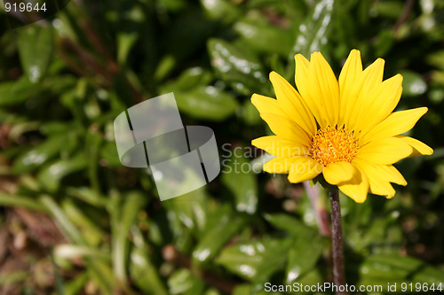 Image of Compositae Asteraceae Family