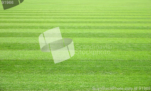 Image of Grass Field
