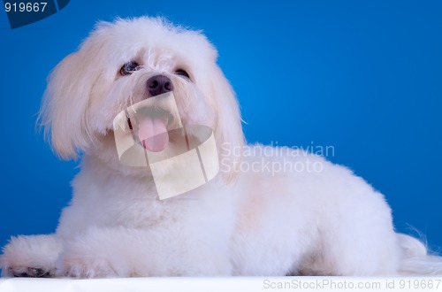 Image of  havanese dog