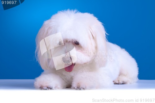 Image of curious bichon