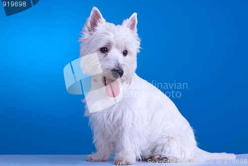 Image of panting westie