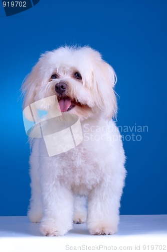 Image of maltese dog standing 