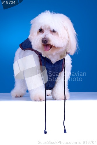 Image of Bichon puppy with clothes 