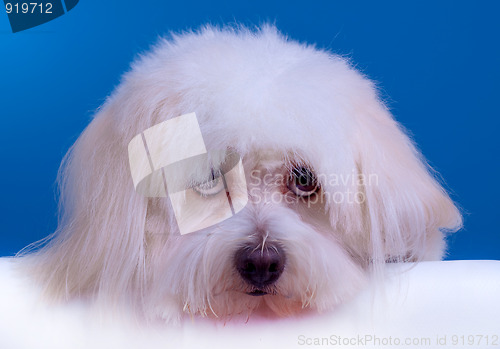 Image of sad bichon