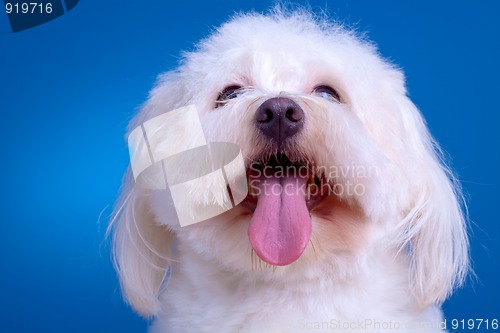 Image of white bichon 