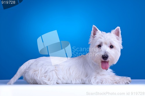 Image of west highland terrier