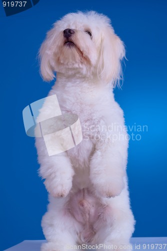 Image of  dog standing on his hind legs