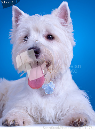 Image of panting westie