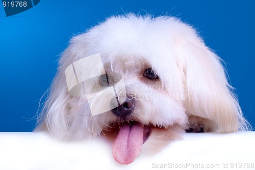 Image of cute face of a bichon