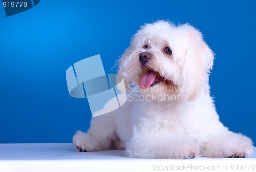 Image of maltese dog