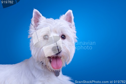 Image of face of a westie