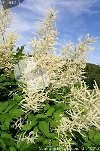 Image of Goatsbeard