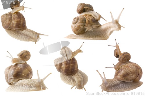 Image of piggy back snails