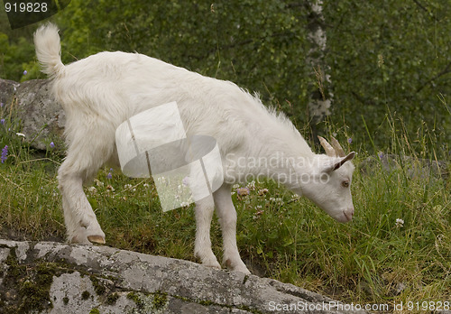 Image of Goat