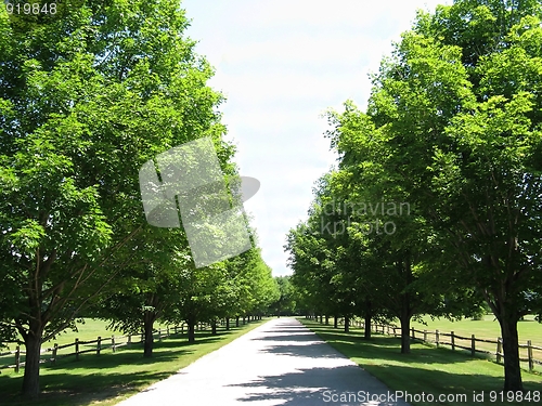 Image of a bright lane on a summers day