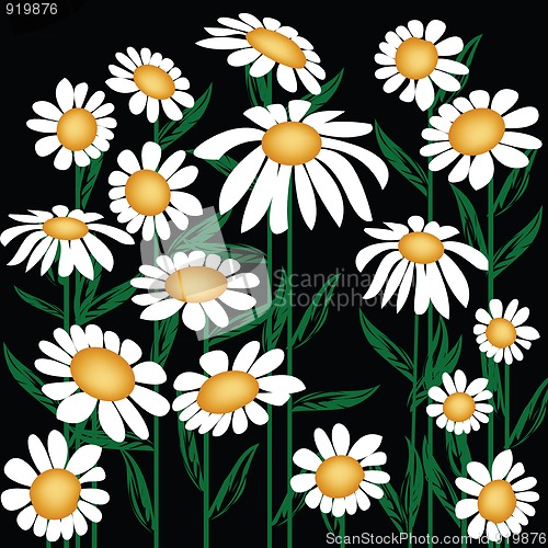 Image of Daisies