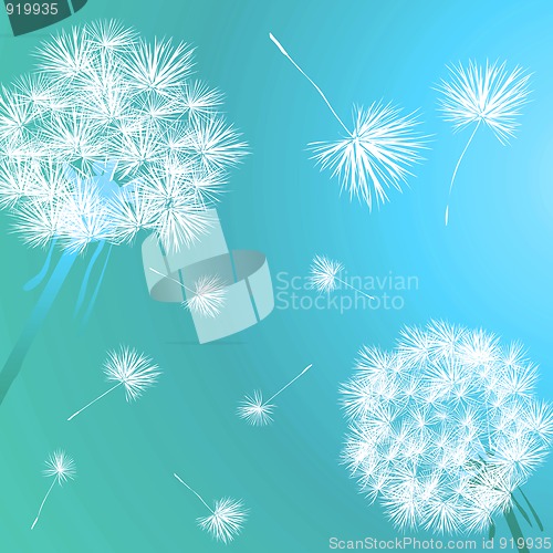 Image of Dandelions