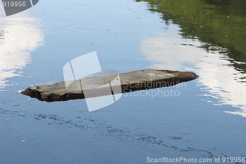 Image of driftwood